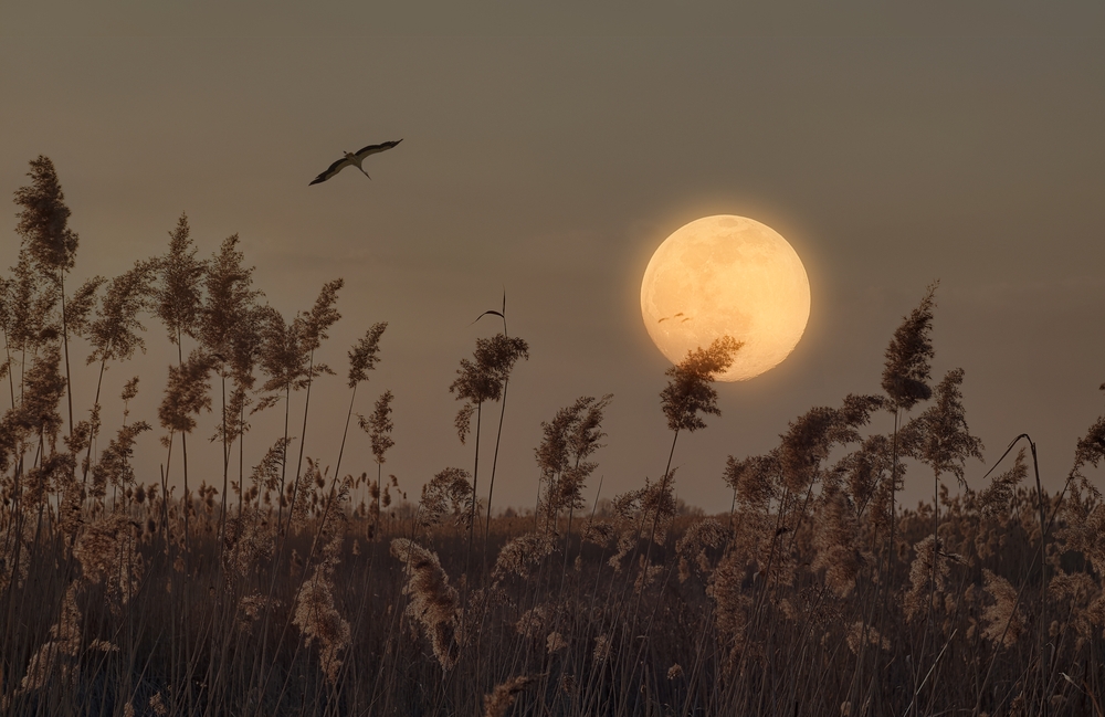 Polna luna